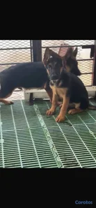 OFERTA CACHORRO PASTOR ALEMÁN CON PEDIGRI UBICADO 