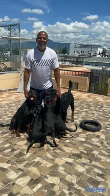 animales y mascotas - 🐾 Cachorros Rottweiler con Pedigree – Excelente Línea de Sangre 🐾 20
