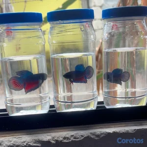 se vende hay por mayor y detalle betas de combate buenas línea 