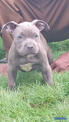 animales y mascotas - Pitbull 7