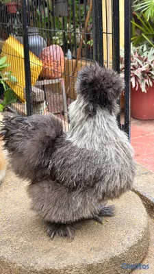 animales y mascotas - Sedosas Línea Americana Disponibles  18
