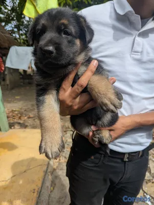 animales y mascotas - Cachorro Pastor Alemán  5