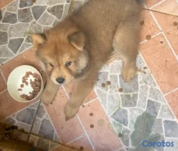 OFERTA CACHORRO CHOW CHOW MACHO UBICADO EN SANTO D