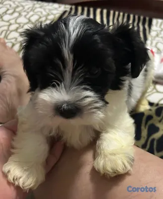 animales y mascotas - Cachorro macho Shihpoo  2