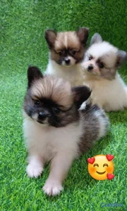 OFERTA CACHORRO POMERANIA MACHO UBICADO EN SANTO D