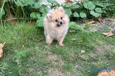 Especial de cachorro pomerania macho en santiago e