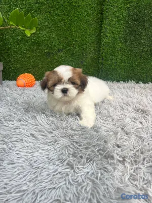 animales y mascotas - OFERTA CACHORRO SHIH TZU MACHO UBICADO EN SANTO DO 2