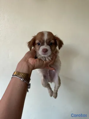 animales y mascotas - CHIHUAHUA MARIPOSA  5