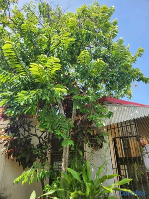 casas - Alquiler de casa esquina en San Gerónimo  2