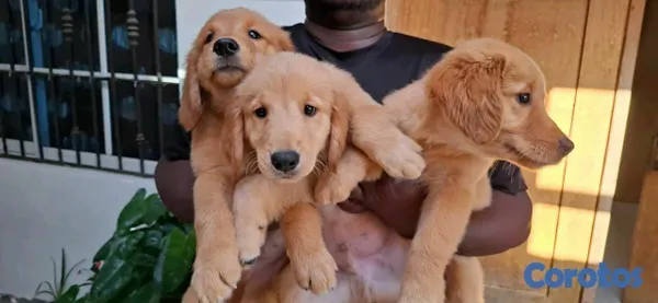 animales y mascotas - hermosos cachorritos de golden retrievee  8