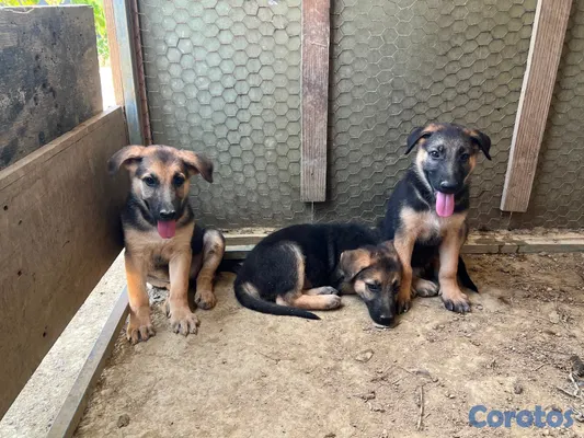 animales y mascotas - CACHORRAS PASTOR ALEMÁN – 2 MESES | VACUNADAS Y DESPARASITADAS 3