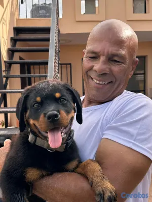 animales y mascotas - 🐾 Cachorros Rottweiler con Pedigree – Excelente Línea de Sangre 🐾 15