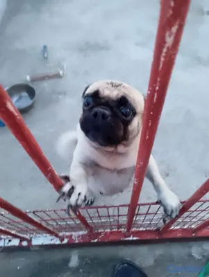 animales y mascotas - Pug cachorro pequeño perro pequeño  5