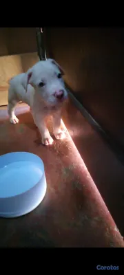 animales y mascotas - Cachorros pitbulls red nose disponibles a buen precio negociables. 2