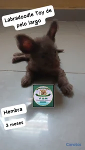 Poodle, Goldendoodle Labradoodle Miniatura 