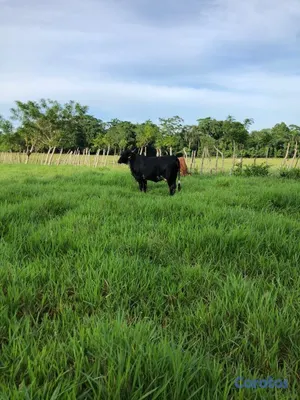 solares y terrenos - Finca Ganadera Deslindada 4