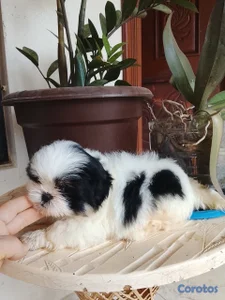 OFERTA CACHORRO SHIH TZU HEMBRA UBICADO EN SANTO DOMINGO Y TIENE 
