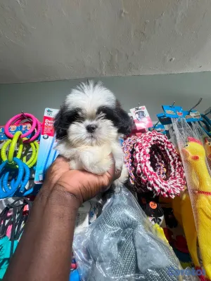 animales y mascotas - OFERTA CACHORRO SHIH TZU HEMBRA UBICADO EN SANTO DOMINGO Y TIENE 
 2