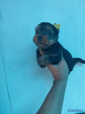 animales y mascotas - Yorky  3