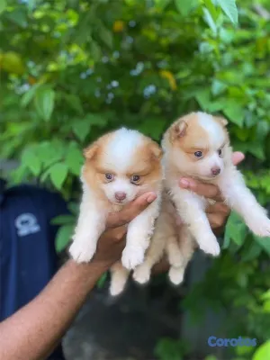 animales y mascotas - Cachorritos pomerania🐾
La mejor calidad 2