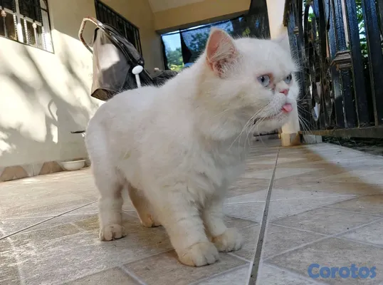 animales y mascotas - Persa blanco exótico cara chata ojos azules claro. Macho adulto, pelaje blanco  2