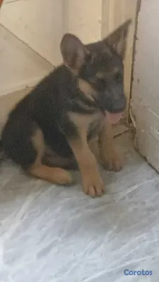 animales y mascotas - Pastor Alemán Doggis  3
