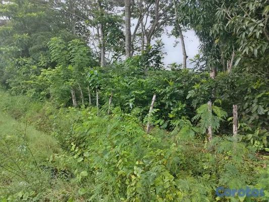 solares y terrenos - finca perfecto para casa campestre en bayaguana  7