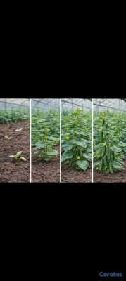 herramientas, jardines y exterior - Fertilizantes Orgánico liquido a campo abierto y I 7