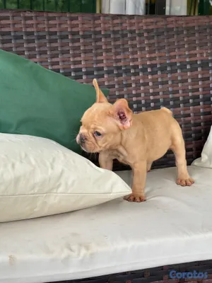animales y mascotas - Bulldog frances hembra oferta 2