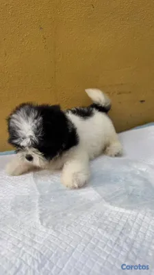 animales y mascotas - Especial de cachorro shipoo ambos sexo en santo do 2
