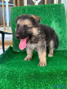 Pastor alemán hembra y machos. Dog, pet, aleman, c
