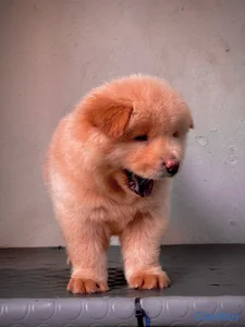 OFERTA CACHORRO CHOW CHOW AMBOS SEXO EN UBICADO EN