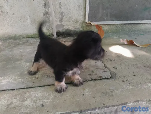 animales y mascotas - Cachorro chipoo macho  3