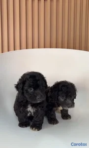 OFERTA CACHORRO SHIPOO MACHO UBICADO EN SANTO DOMINGO Y TIENE SU VACUNAS AL DIA
