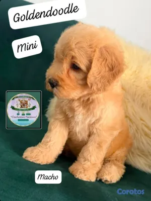 animales y mascotas - Goldendoodle Miniatura  3