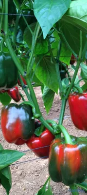 herramientas, jardines y exterior - Fertilizantes Orgánico liquido a campo abierto y I 8