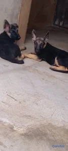 OFERTA CACHORRO PASTOR ALEMAN MACHO EN UBICADO EN 