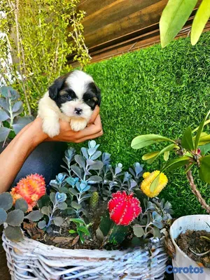 animales y mascotas - Hermosos cachorritos Shitzu mini 2