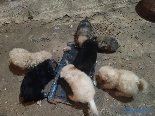 animales y mascotas - hermoso cachorro shihpoo, poodle, puder, peluche 6