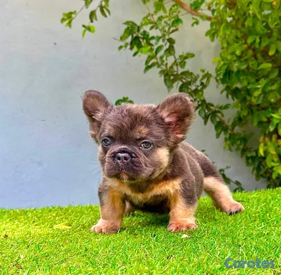 animales y mascotas - bulldog francés bip rope Floffy  2