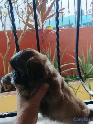 animales y mascotas - OFERTA CACHORRO SHIH TZU HEMBRA UBICADO EN SANTO DOMINGO Y TIENE  5