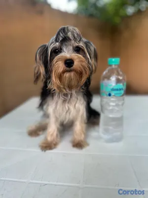animales y mascotas - Yorkie 3
