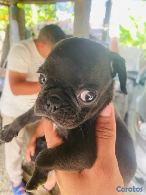 animales y mascotas - pug macho 5