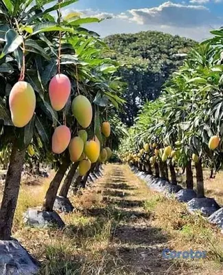 solares y terrenos - Finca de Mangos en Venta. Buena producción. Ubicado en Bani.  3