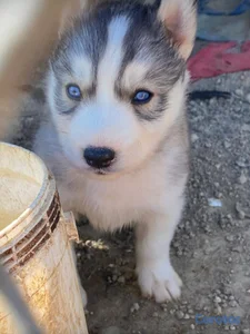 Husky siberiano hembra y macho. Dog, pet, mascotas
