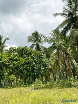 solares y terrenos - SEMBRADÍO DE COCOS CON VISTA PRIVILEGIADA 🌴🌅 2