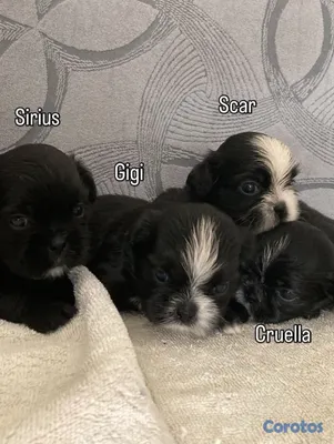 animales y mascotas - Shihtzu ambos sexos 2
