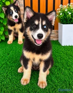 OFERTA CACHORRO HUSKY WOOLY MACHO UBICADO EN SANTO