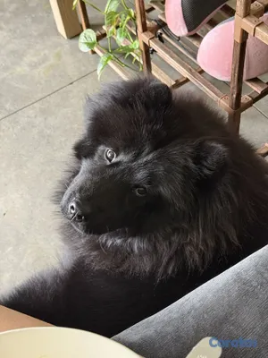 animales y mascotas - cachorros chow chow en venta 15,000 4