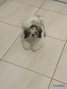 Shih tzu hembra 5 meses